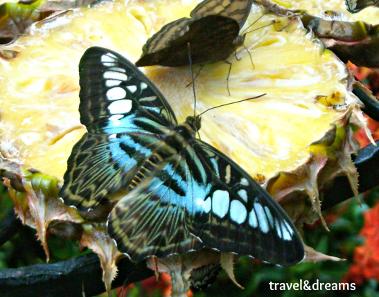 Mariposari. Aeroport Shangi. Singapore / Butterfly Garden at Shangi Airport. Singapore