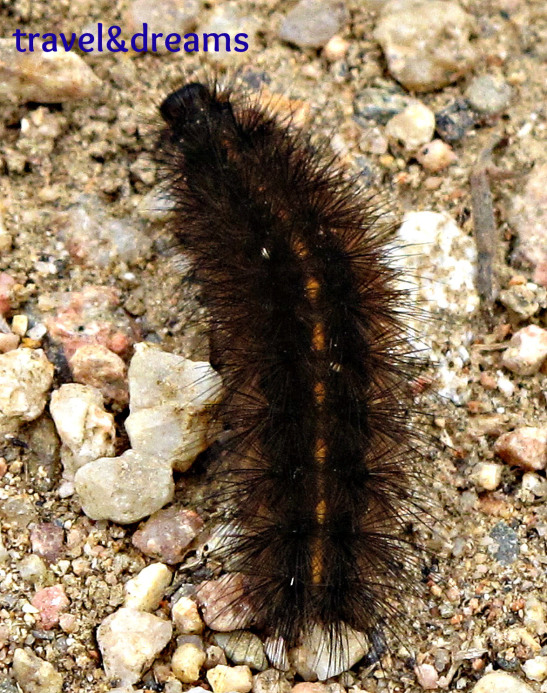 Aquest cuc tambe feia la Via Verda en direcció Amer / This worm was walking by the Green Way to Amer