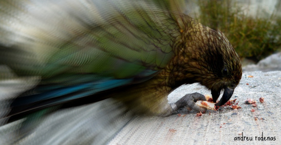 Lloro Kea. Nova Zelanda / Kea Parrot. New Zealand