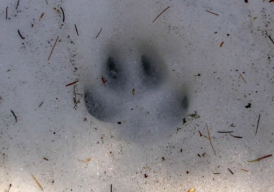 Emprempta de llop al Parc National de La Mauricie. Quebec / Footprint of a wolf in Parc National La Mauricie. quebec