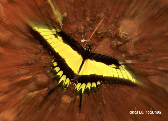 Papallona. Parque Nacional Iguazú / Butterfly Iguazu National Park