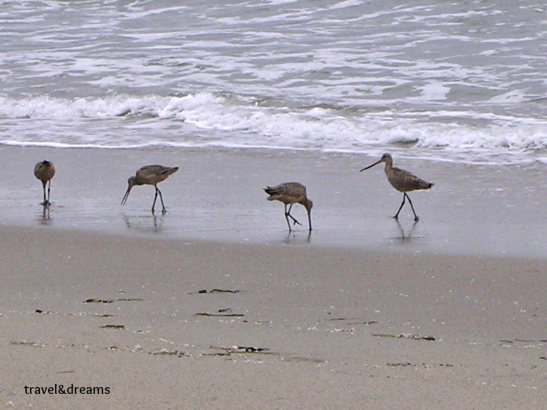 Point Reyes Wildlife Reserve. California