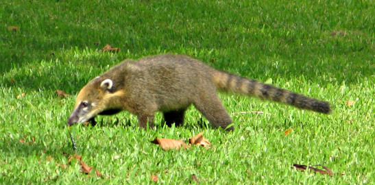 Coatí. Parque Nacional Iguazú / Coatí. Iguazú National Park