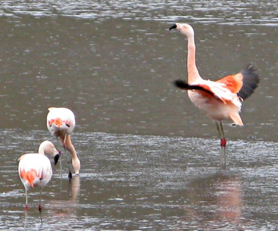 Flamencs a Rio Turbio. Patagonia Argentina