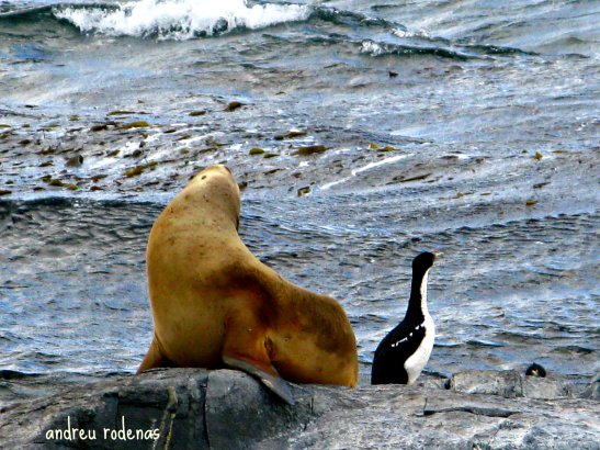 Isla de los Lobos. Tierra del Fuego / Wolves Island. Tierra del Fuego