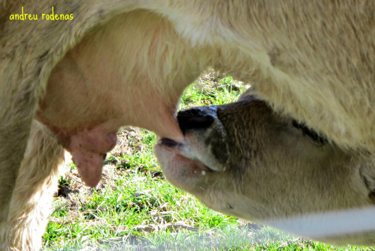 Autèntica llet catalana. Rupit / Genuine catalan milk. Rupit