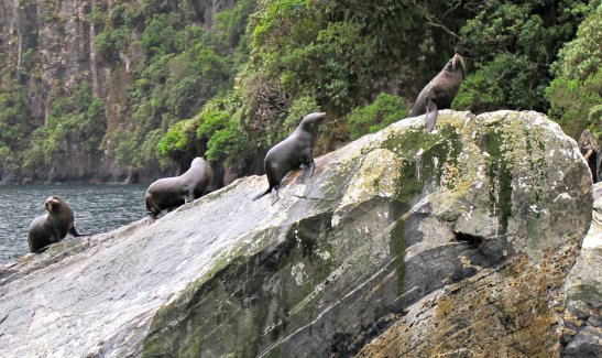 Mildford Sound. Illa Sud, Nova Zelanda zelanda/Milford Sound. South Island, New Zealand