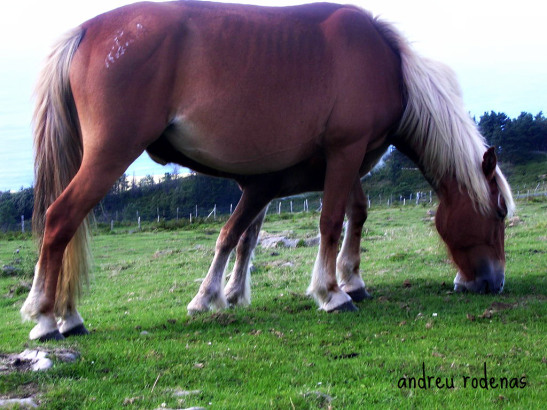 Mare i Cria al Monte Jaizkibel. Pais Basc