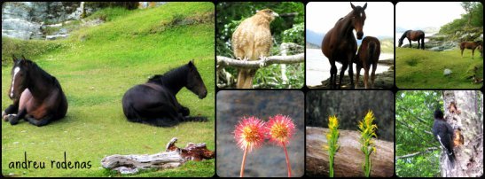 Fauna i flora del PN Tierra de Fuego / 