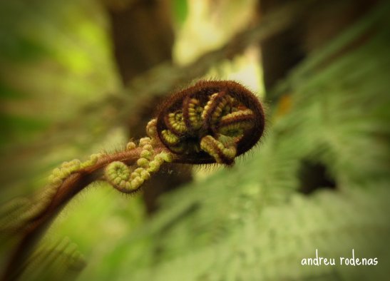 Fern / Rotorua. Nova Zelanda