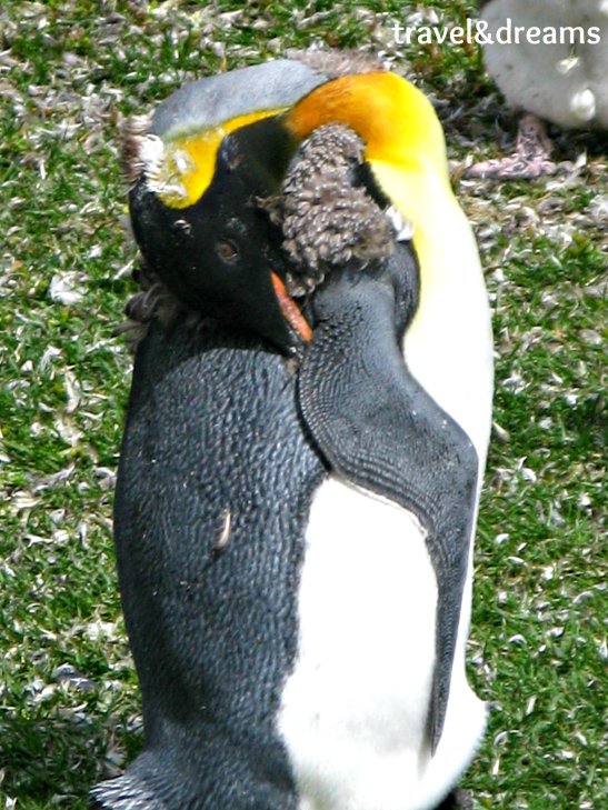 Pingüi rey / King Penguin