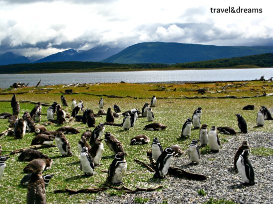 Isla Martillo amb el canal de Beagle al fons / Martillo Island with Beagle Channel