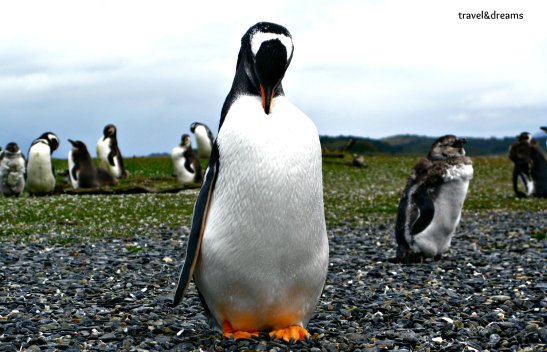 Pingüi Papua/Papua Penguin