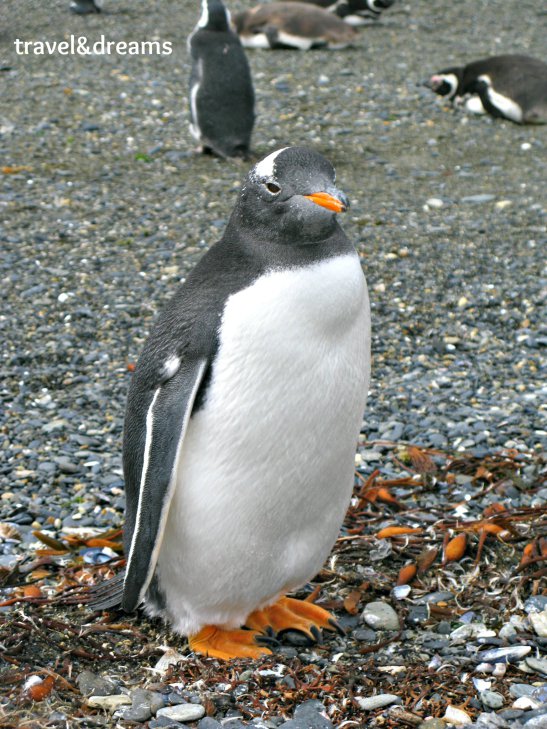 Pingüi magallànic/Magallanic penguin