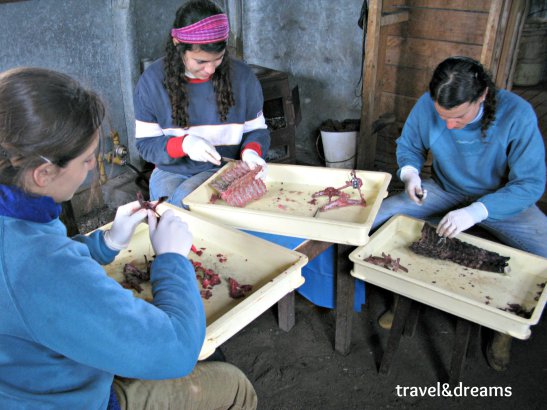 Biologues treballant al Museu Acatushun de la Estancia Haberton.Tierra del Fuego / Biologists working in Acatushun Museum in Estancia Haberton.Tierra del Fuego