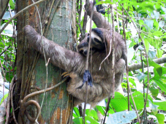 Mandrós i cria / Perezoso y cria / Sloth and breeding