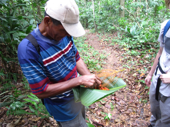 Don German recollint llavors i fuits / Don German recogiendo semillas i frutos / Don German taking some seeds and fruits