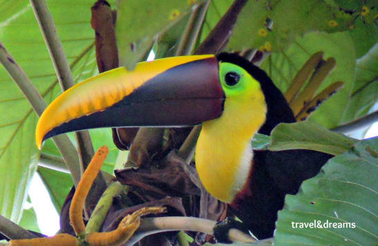 Tucan Pico Arco Iris